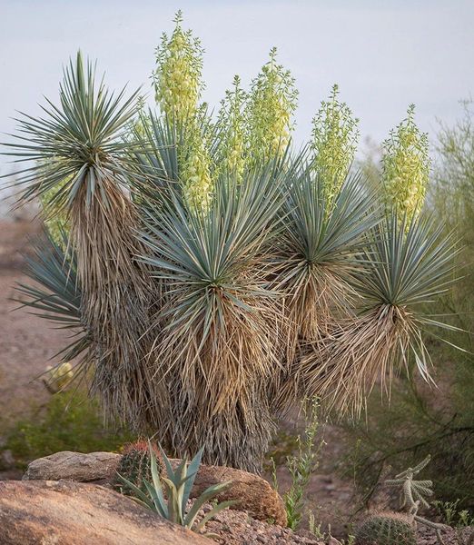 Yucca rigida